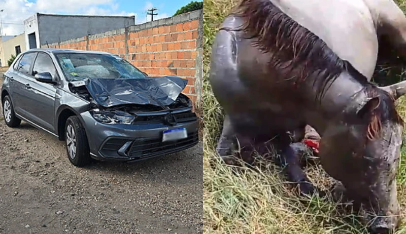 Colisão entre carro e cavalo deixa animal gravemente ferido em Campo do Brito