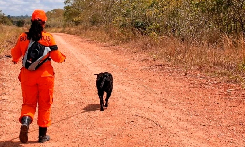 Bombeiros localizam corpo de homem desaparecido após ataque de abelhas em Riachuelo