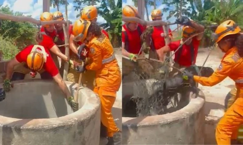 Cachorro é resgatado após cair em cisterna de 20 metros em Cristinápolis