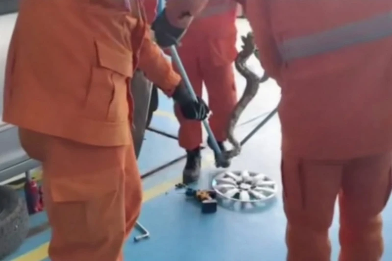 Jiboia de dois metros é encontrada dentro de carro e mobiliza bombeiros em Lagarto