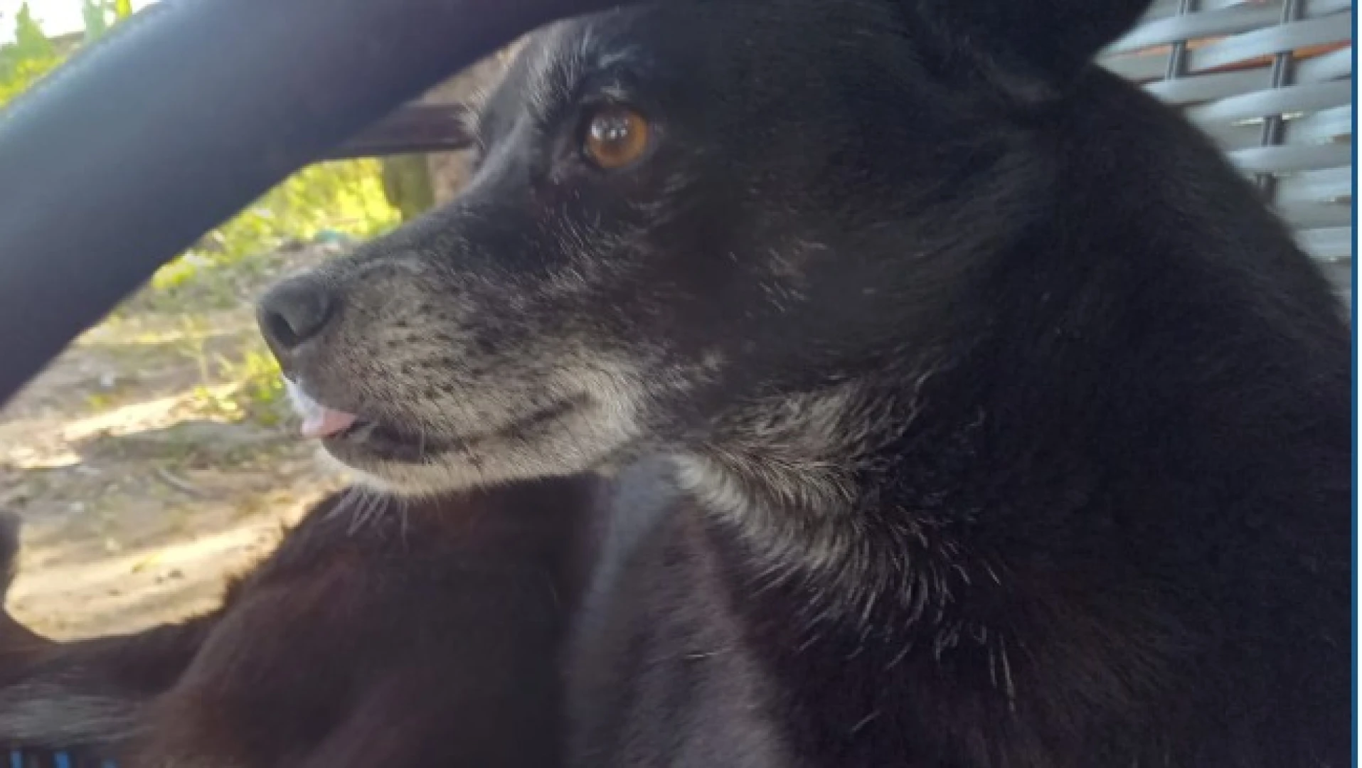 Homem é preso suspeito de matar cadela a golpes de madeira em Aracaju